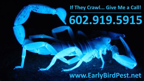 Scorpion exterminator. Things To Know About Scorpion exterminator. 